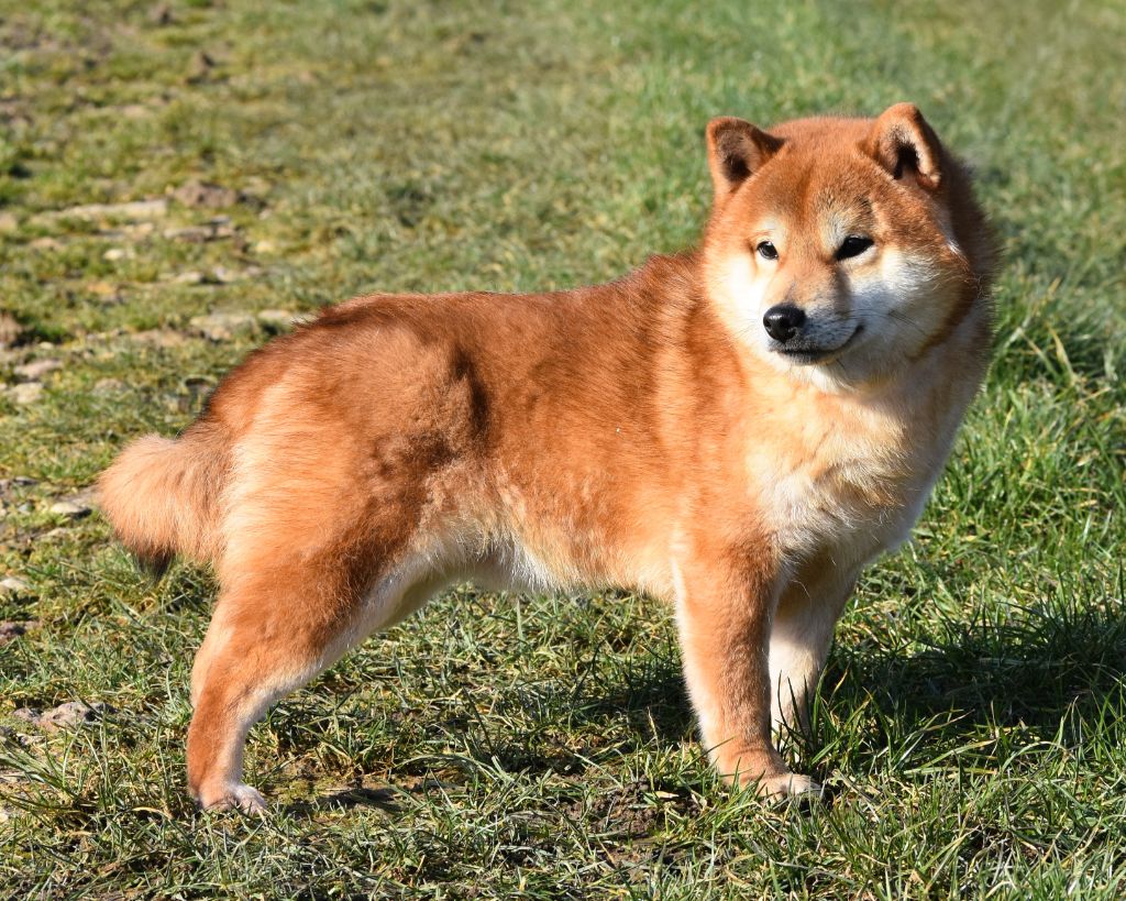 Uki goshi De La Folle Emprise