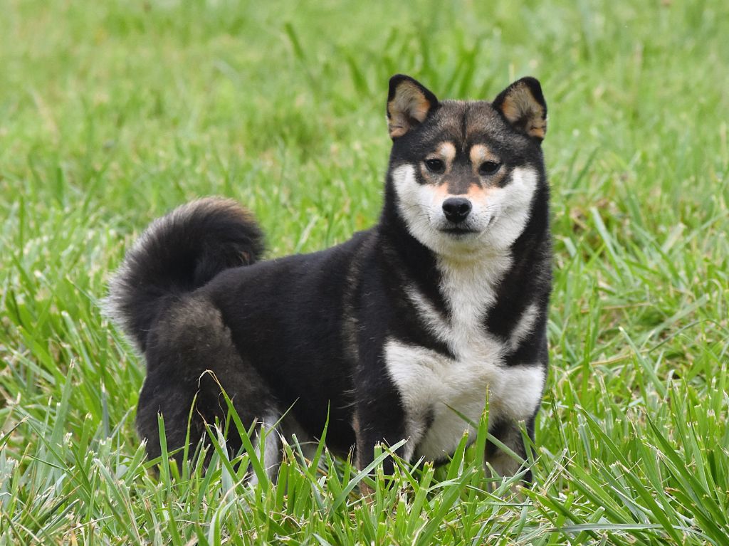 Umeko De La Folle Emprise