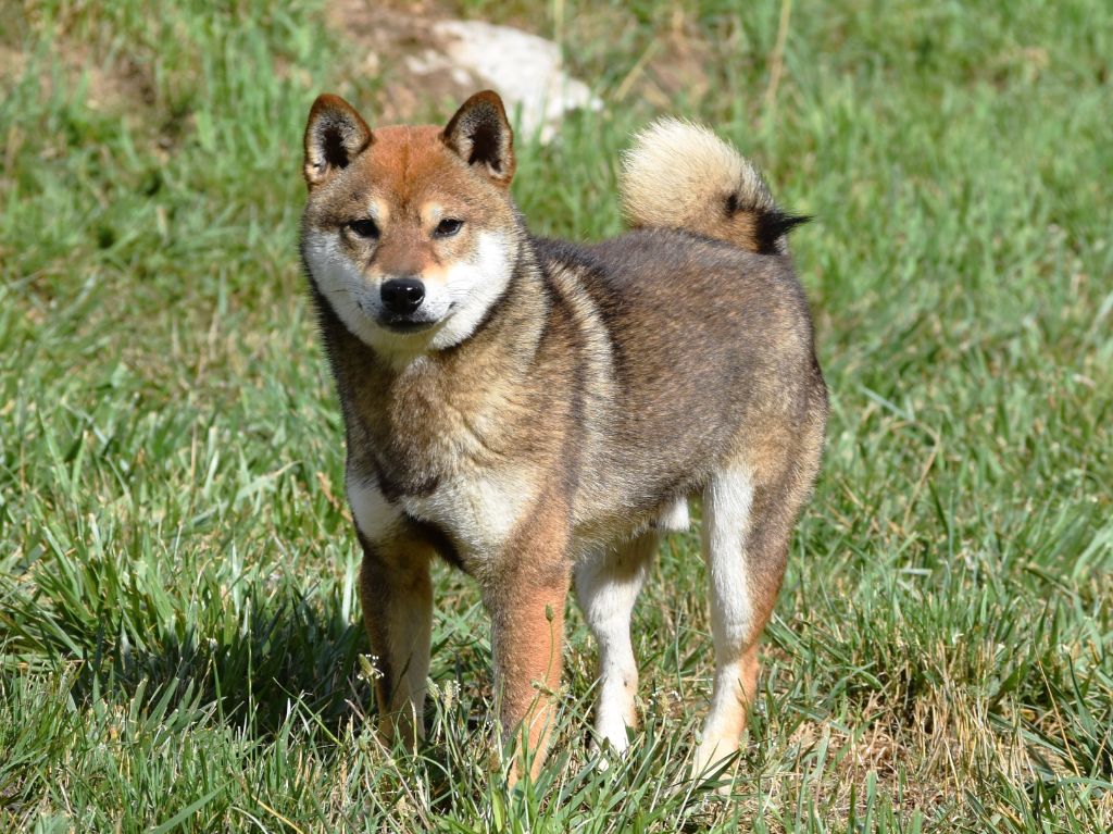 Wolverine De La Folle Emprise