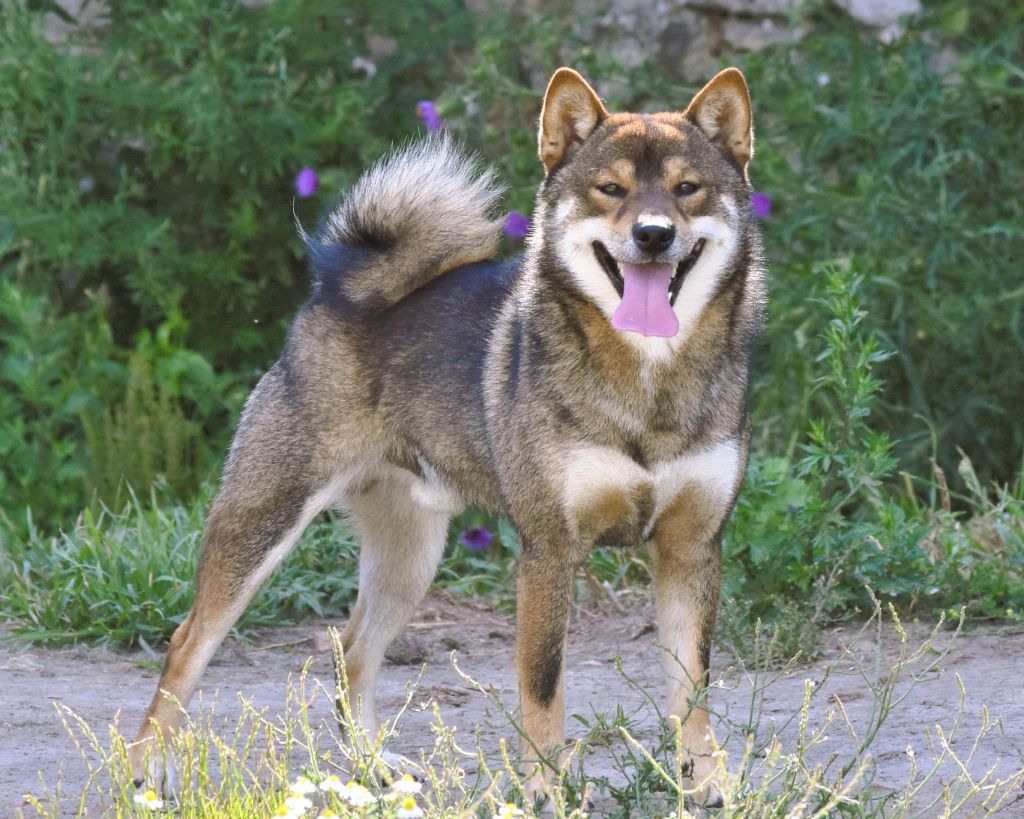 Ushou Ryu no Kensha