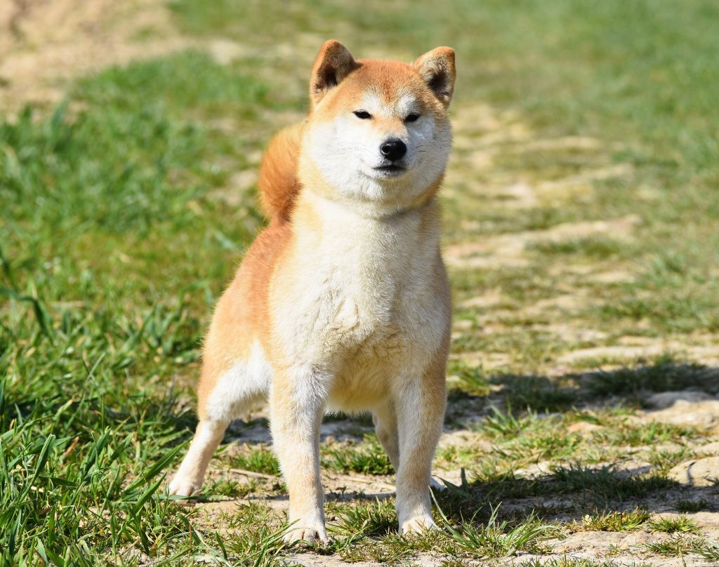 Uisuki De La Folle Emprise