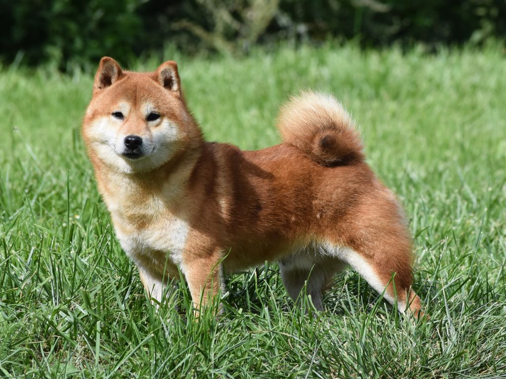 Uki goshi De La Folle Emprise