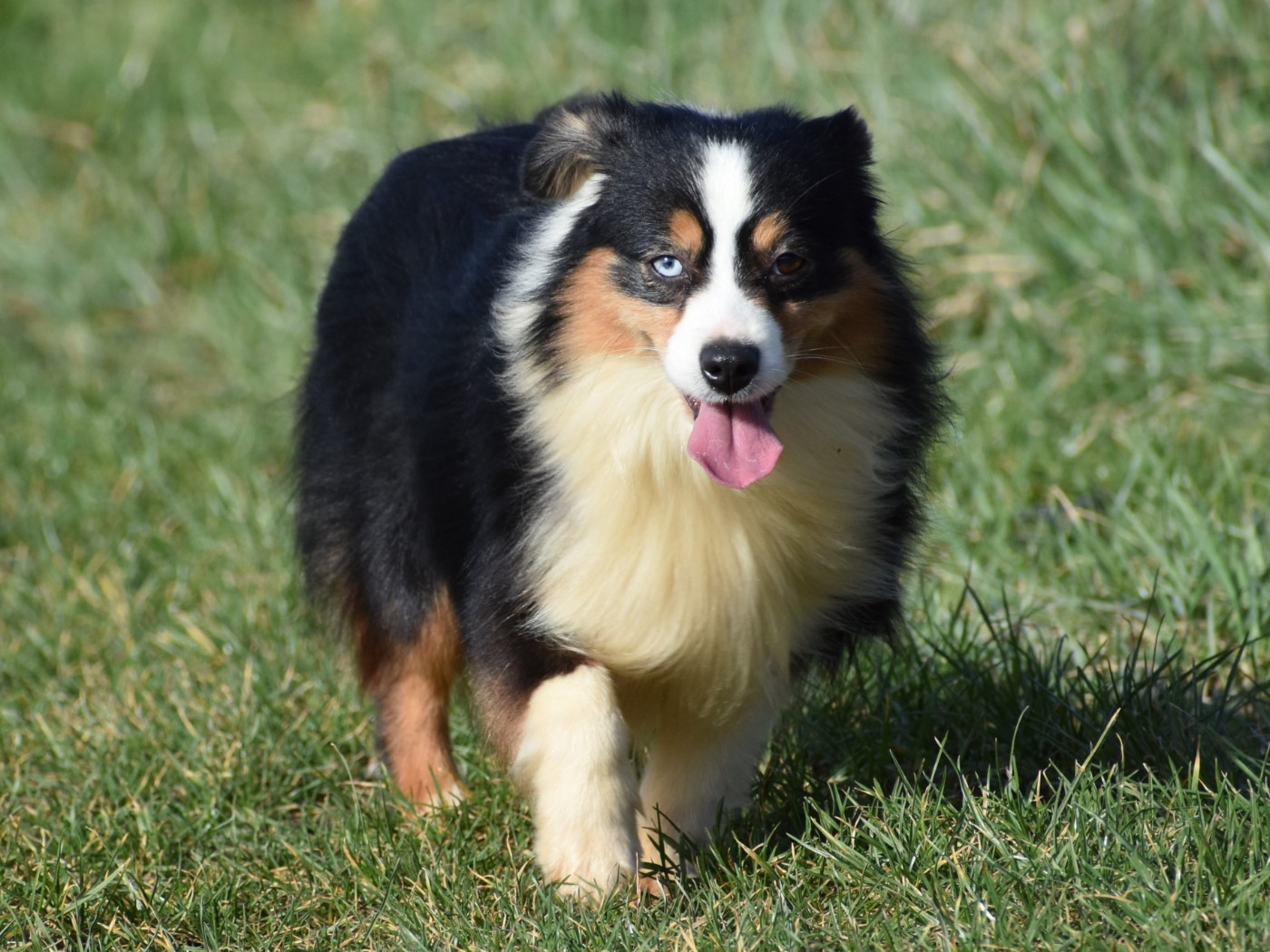 Une jolie plume De La Folle Emprise