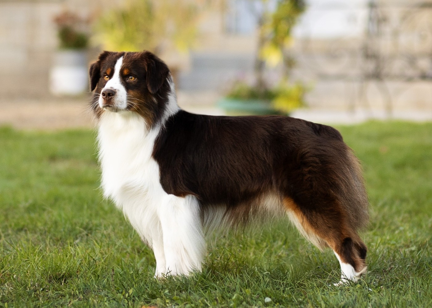 Ubu roi du petit Duc Victoria