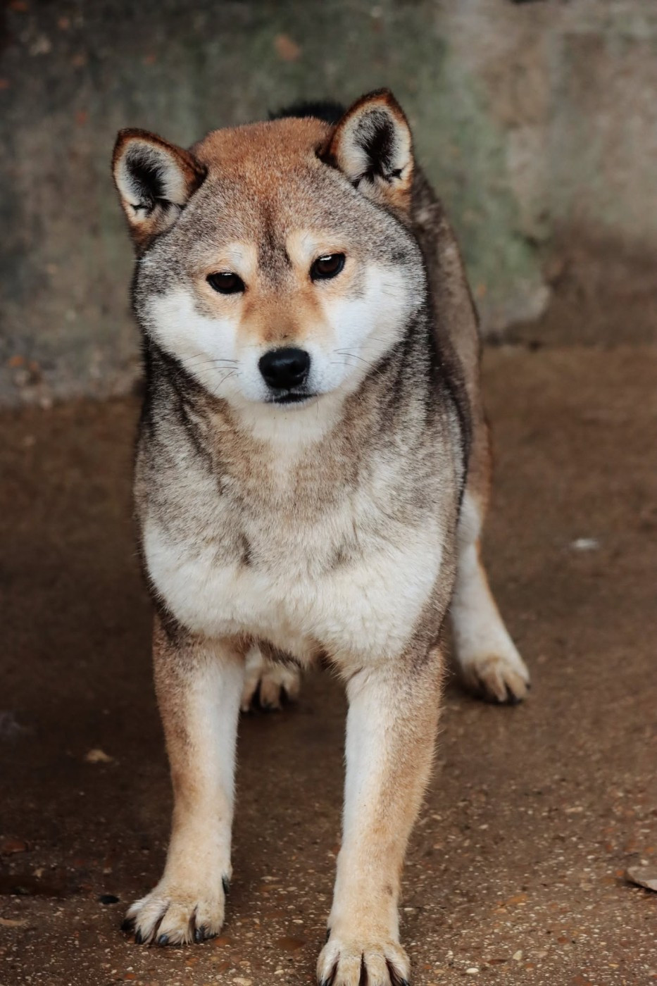 utsukushii Tenshi