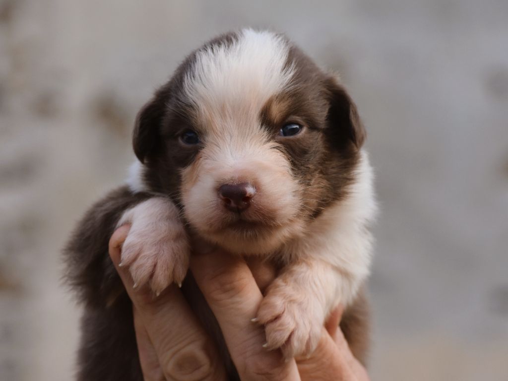 De La Folle Emprise - Chiots disponibles - Berger Australien