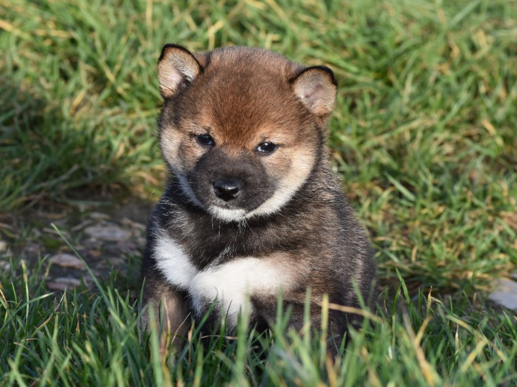 De La Folle Emprise - Chiots disponibles - Shiba
