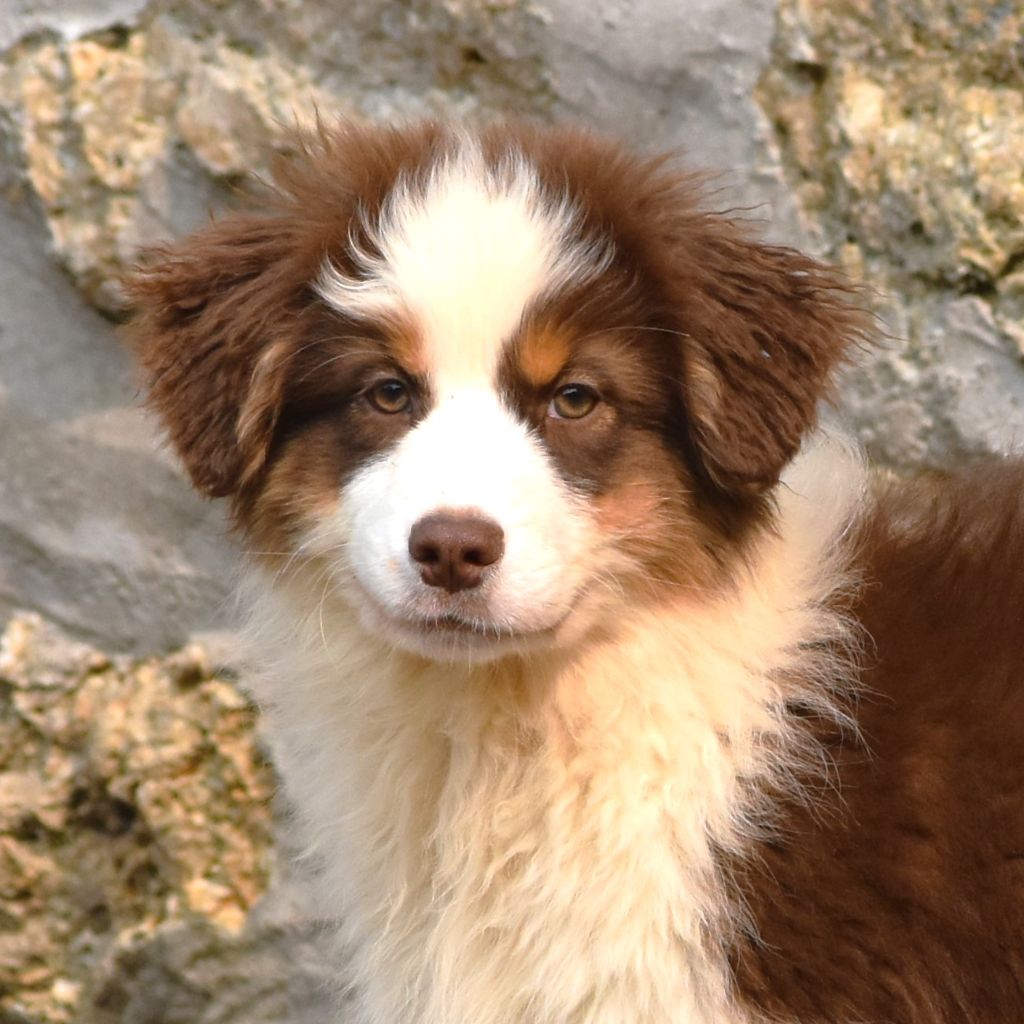 De La Folle Emprise - Chiots disponibles - Berger Australien