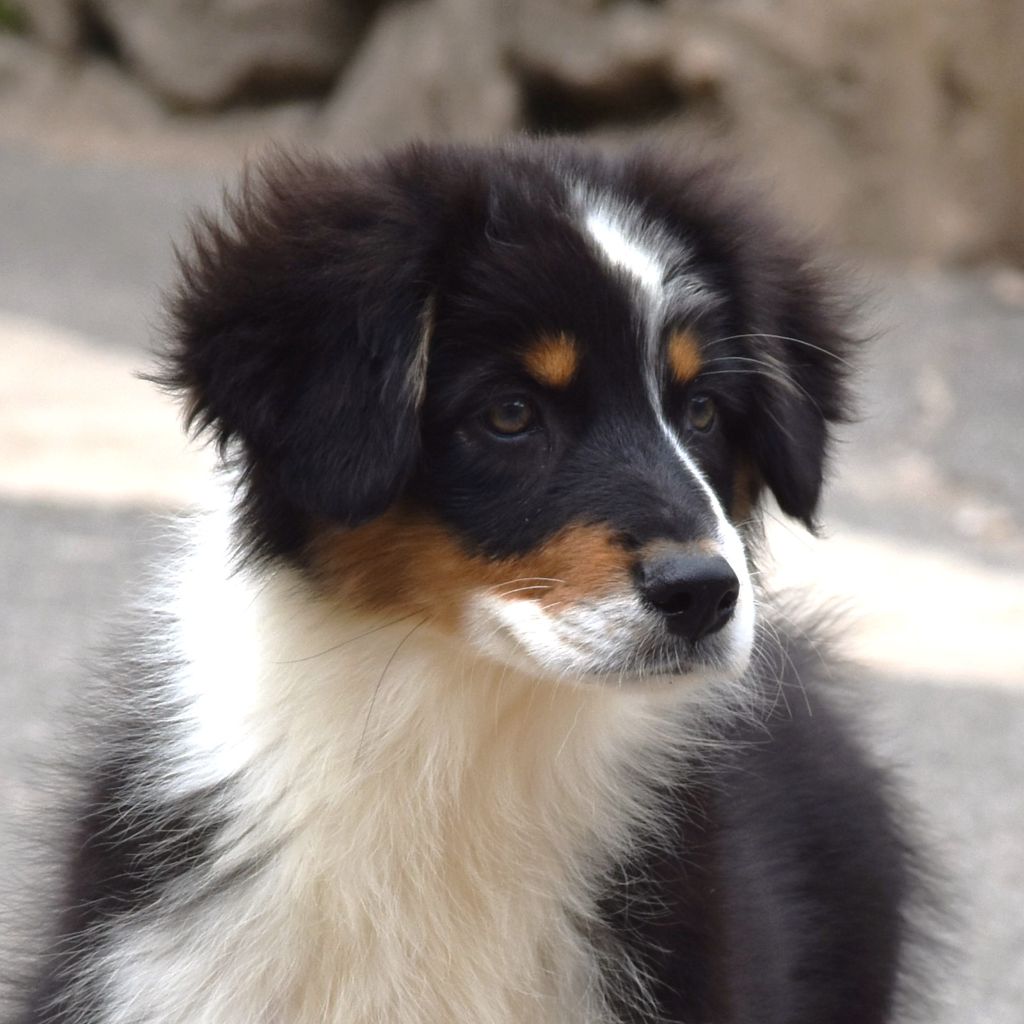 De La Folle Emprise - Chiots disponibles - Berger Australien