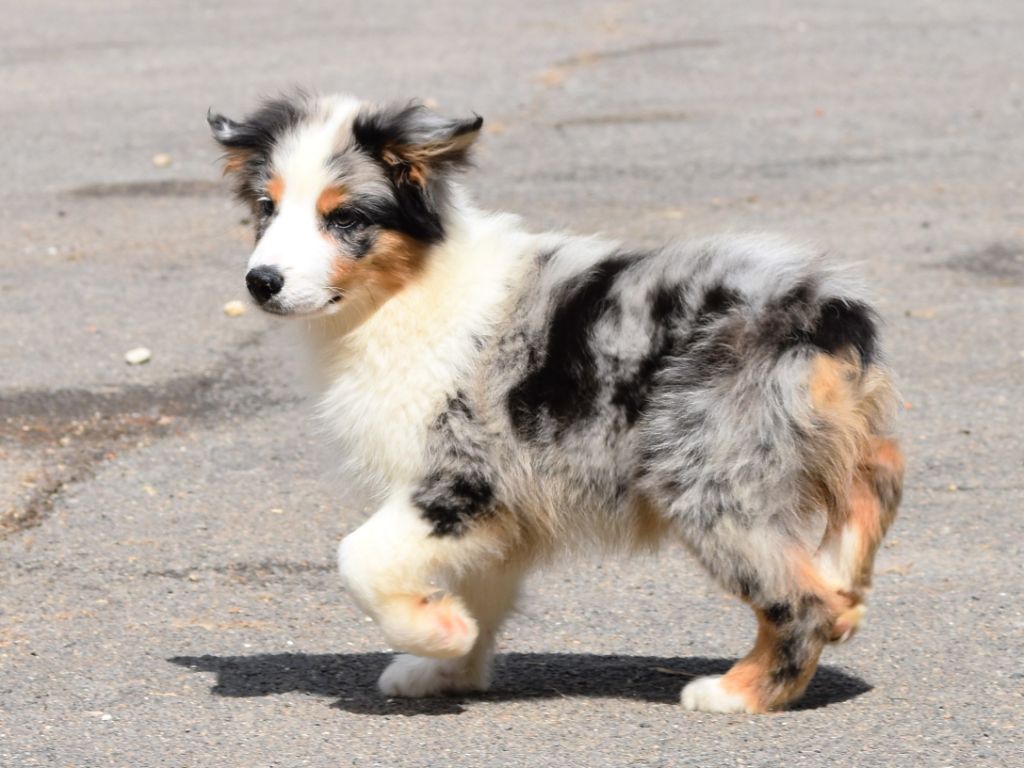 De La Folle Emprise - Chiots disponibles - Berger Australien