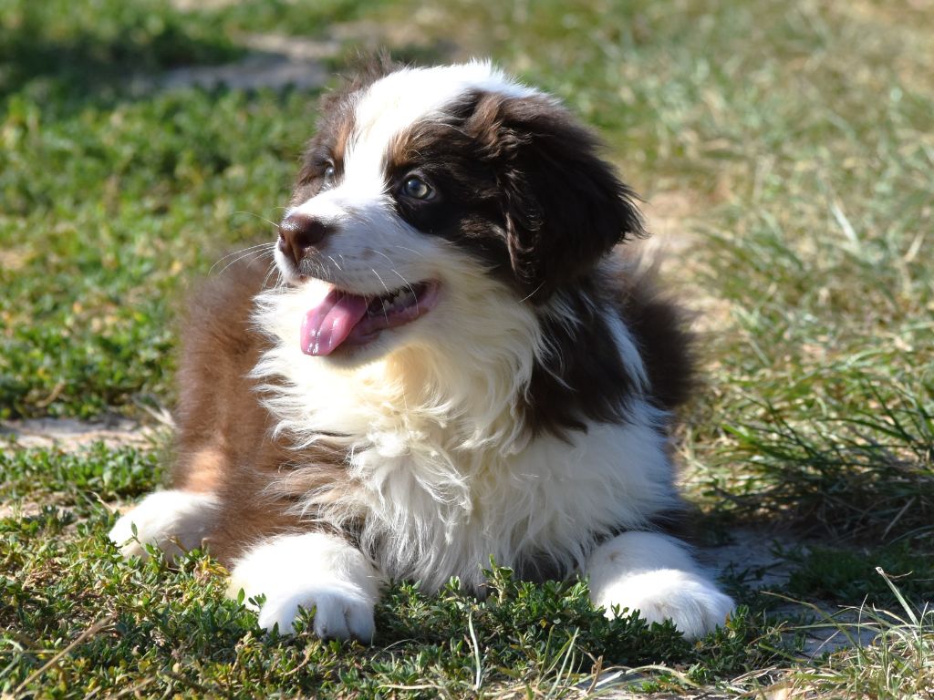 De La Folle Emprise - Chiots disponibles - Berger Australien