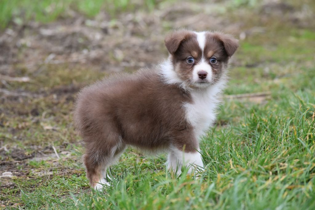 De La Folle Emprise - Chiots disponibles - Berger Australien