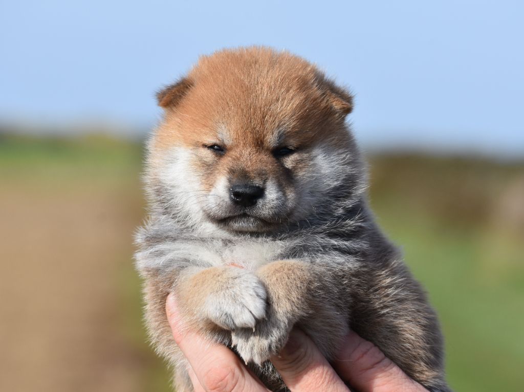 De La Folle Emprise - Chiots disponibles - Shiba