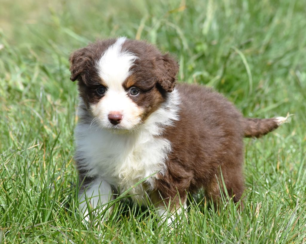De La Folle Emprise - Chiots disponibles - Berger Américain Miniature 