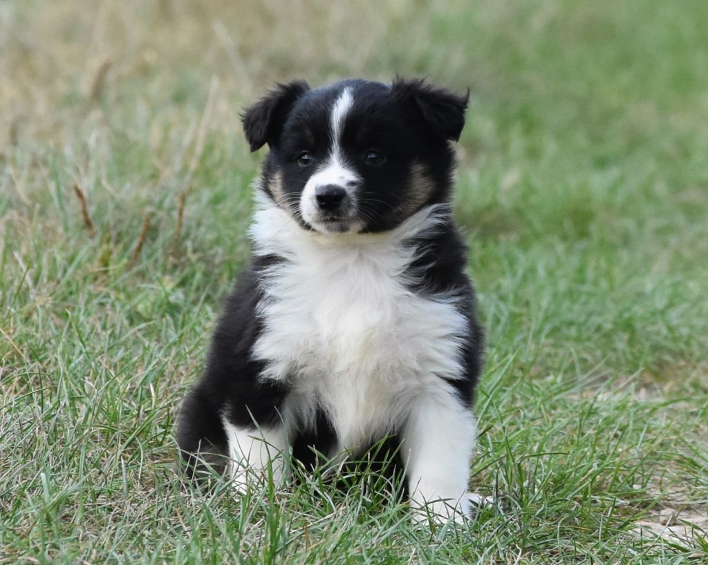 De La Folle Emprise - Chiots disponibles - Berger Américain Miniature 