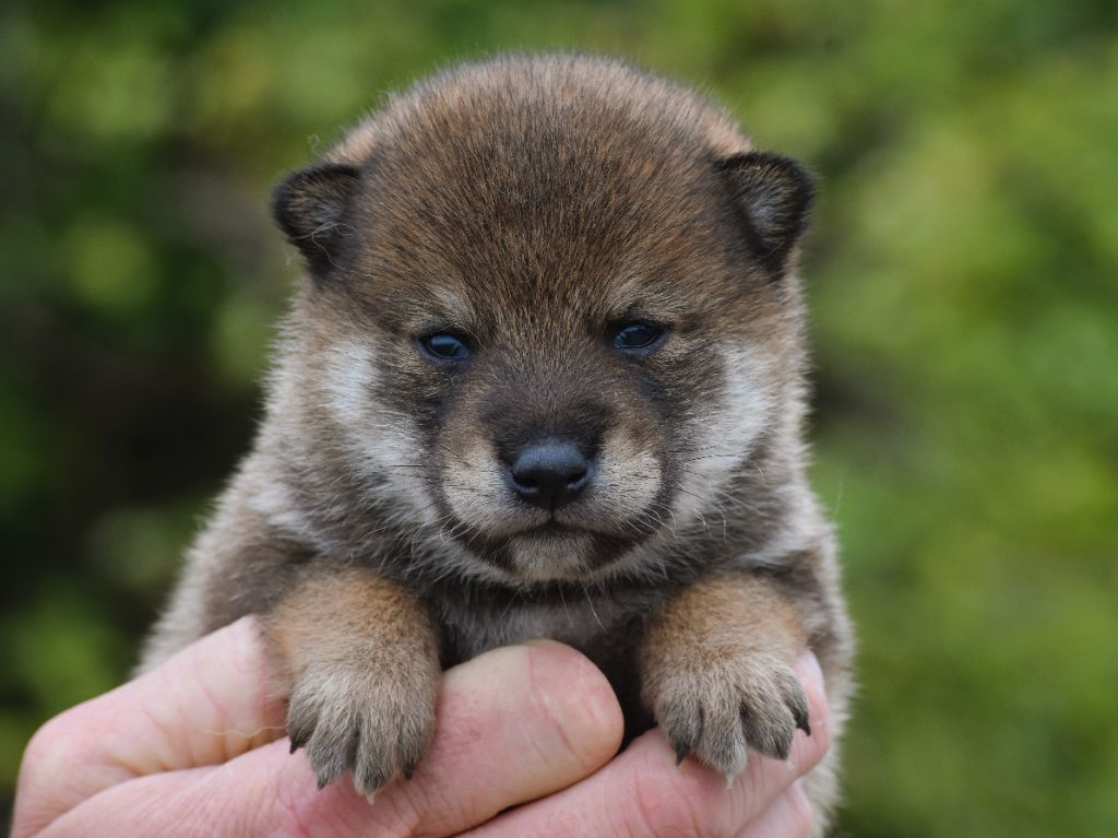 De La Folle Emprise - Chiots disponibles - Shiba