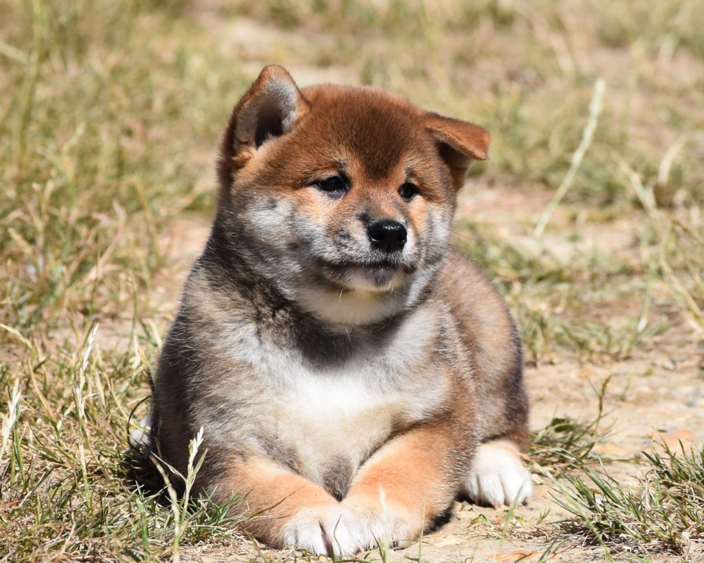 De La Folle Emprise - Chiots disponibles - Shiba