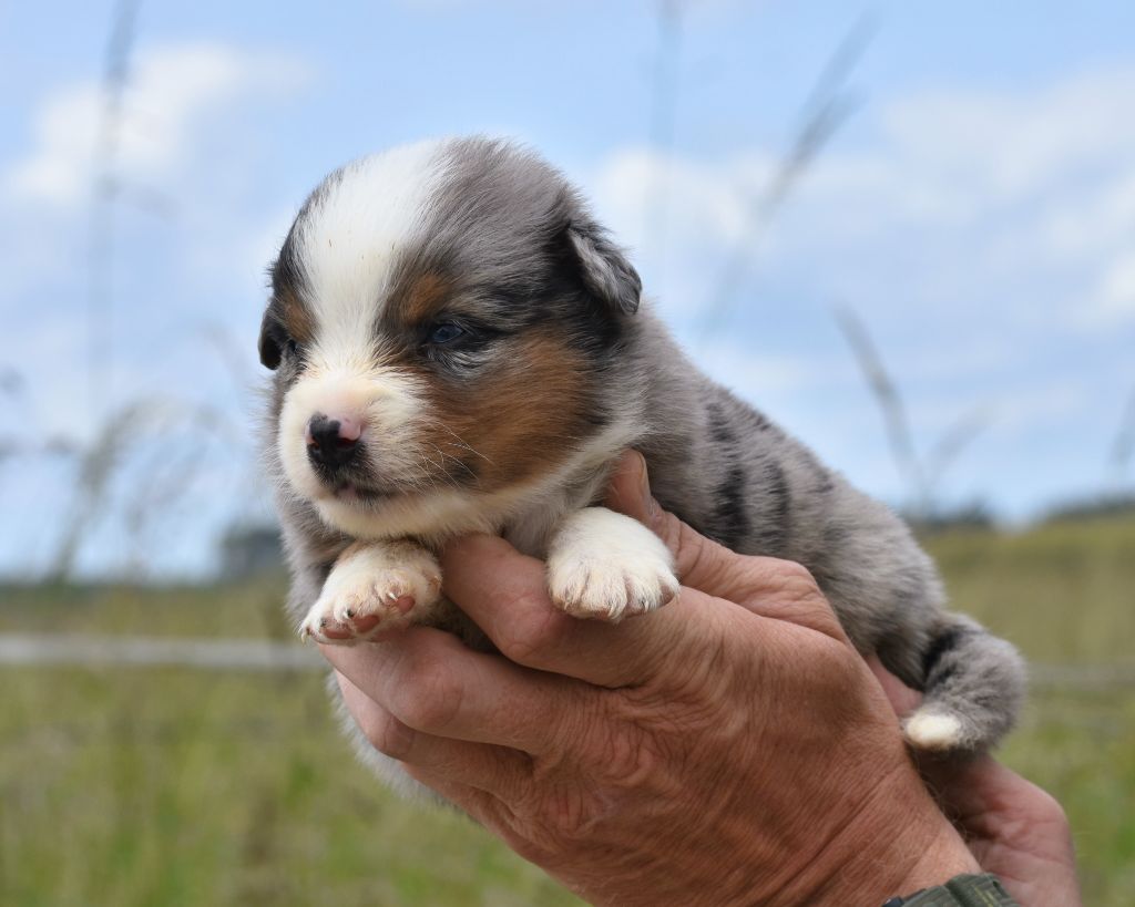 De La Folle Emprise - Chiots disponibles - Berger Américain Miniature 