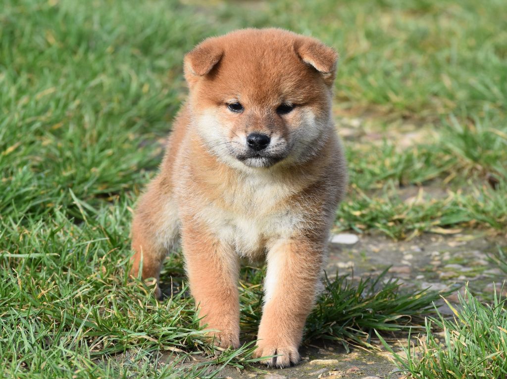 De La Folle Emprise - Chiots disponibles - Shiba