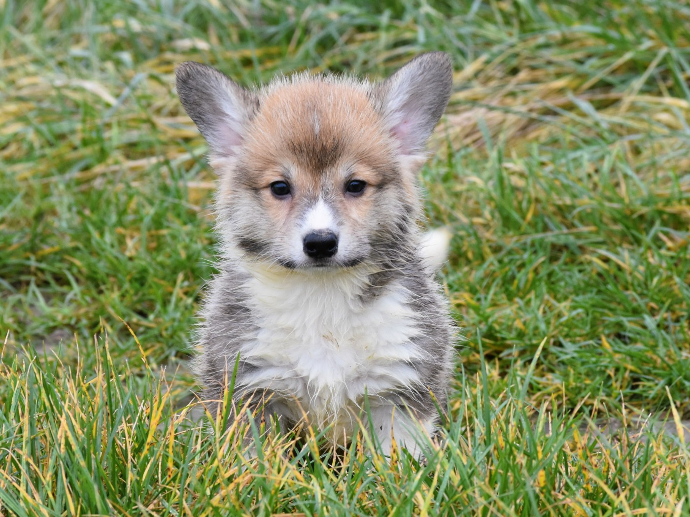 De La Folle Emprise - Welsh Corgi Pembroke - Portée née le 11/10/2025