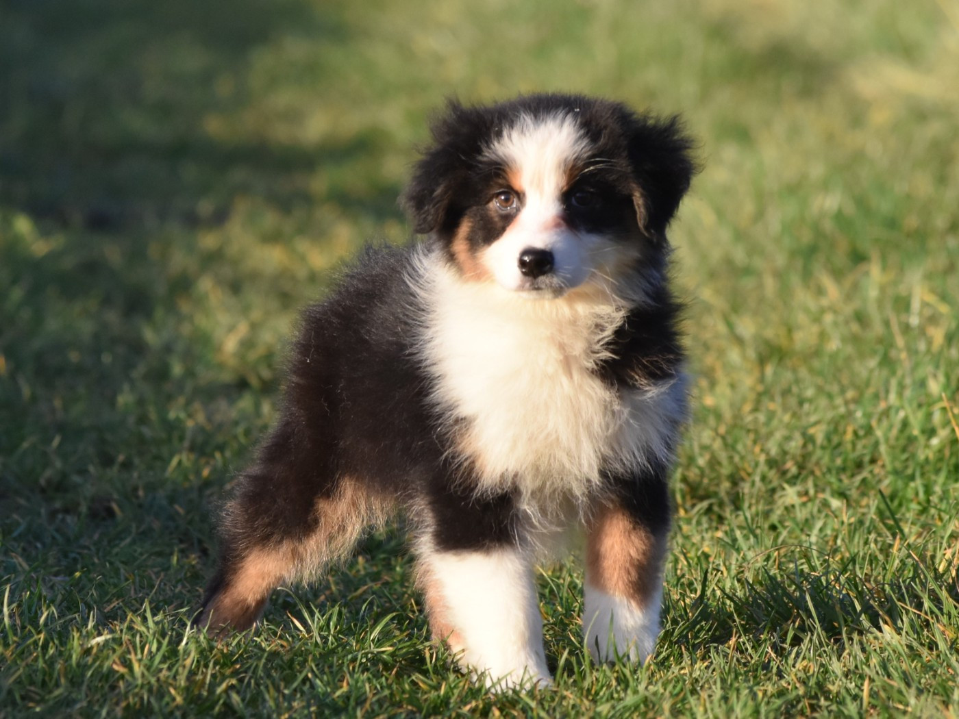 De La Folle Emprise - Chiots disponibles - Berger Australien