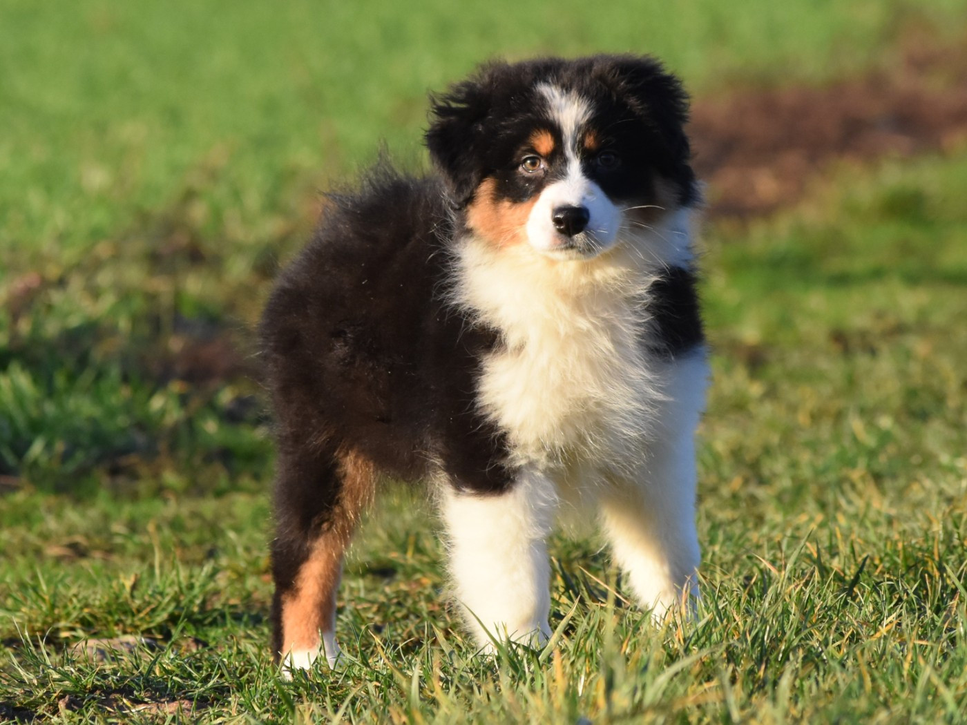 De La Folle Emprise - Chiots disponibles - Berger Australien