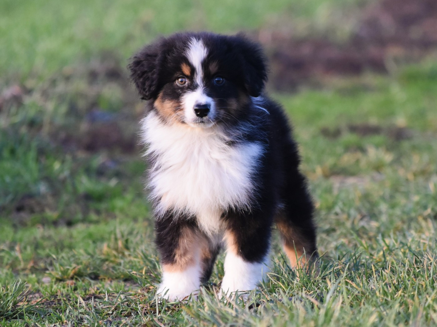 De La Folle Emprise - Chiots disponibles - Berger Australien