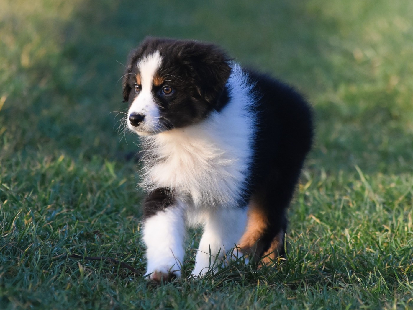 De La Folle Emprise - Chiots disponibles - Berger Australien