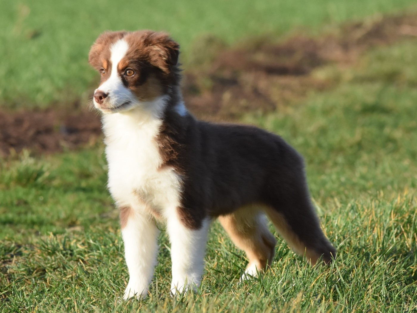 De La Folle Emprise - Chiots disponibles - Berger Américain Miniature 