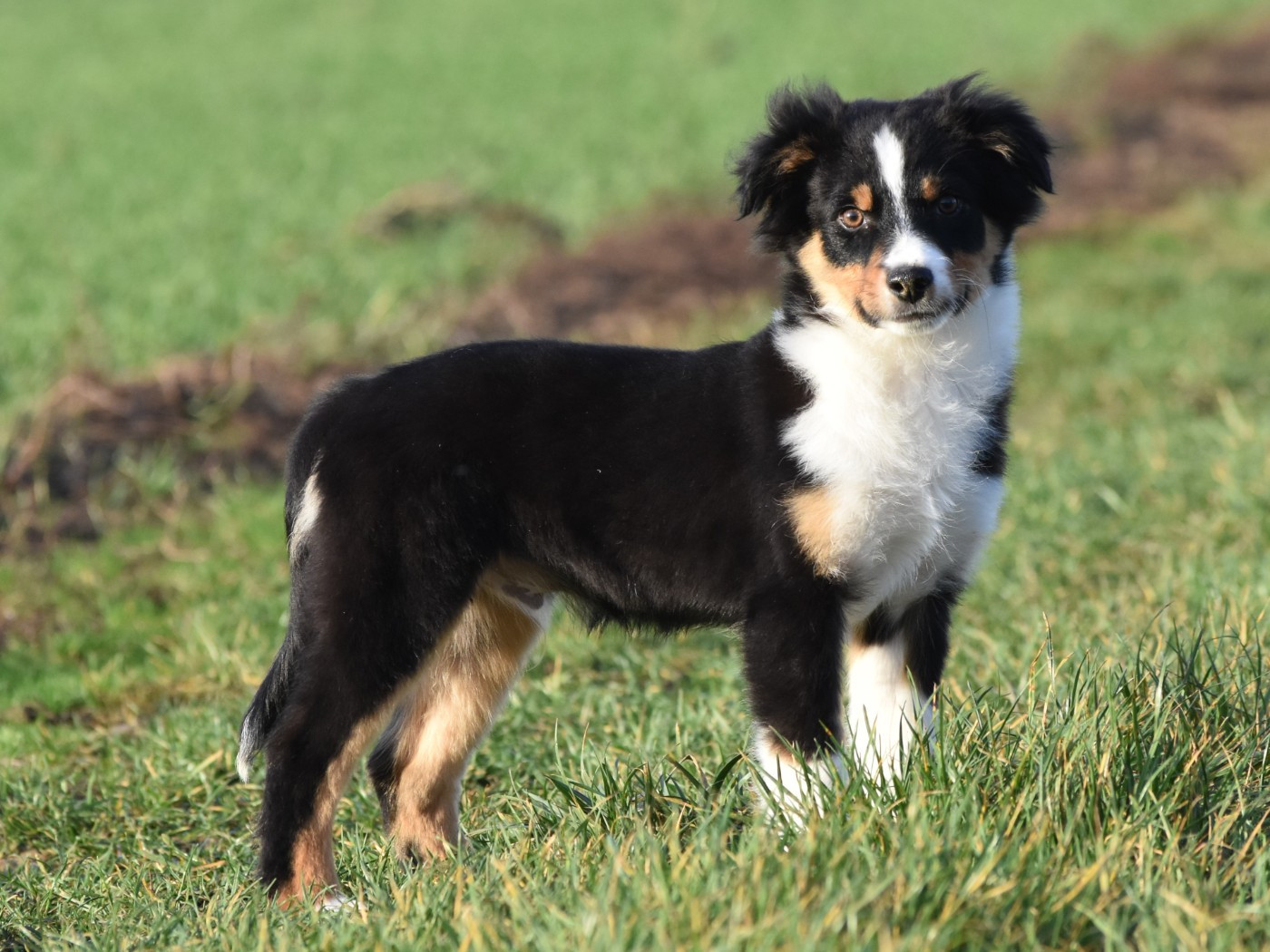 De La Folle Emprise - Chiots disponibles - Berger Américain Miniature 