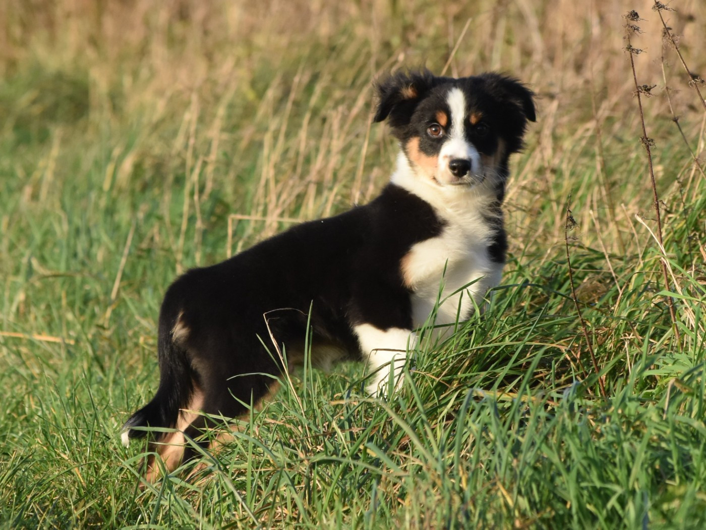De La Folle Emprise - Chiots disponibles - Berger Américain Miniature 