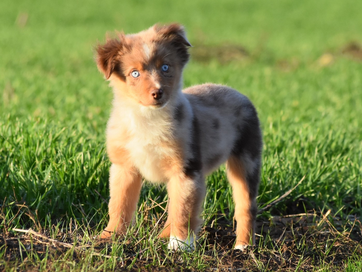 De La Folle Emprise - Chiots disponibles - Berger Américain Miniature 