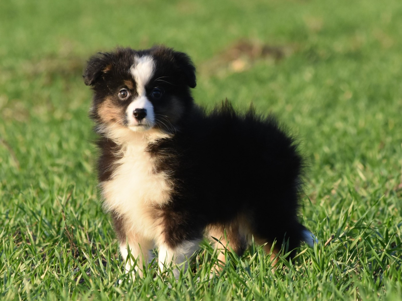 De La Folle Emprise - Chiots disponibles - Berger Américain Miniature 