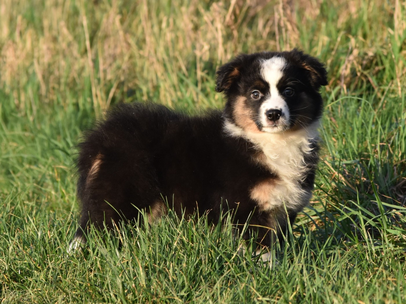 De La Folle Emprise - Chiots disponibles - Berger Américain Miniature 