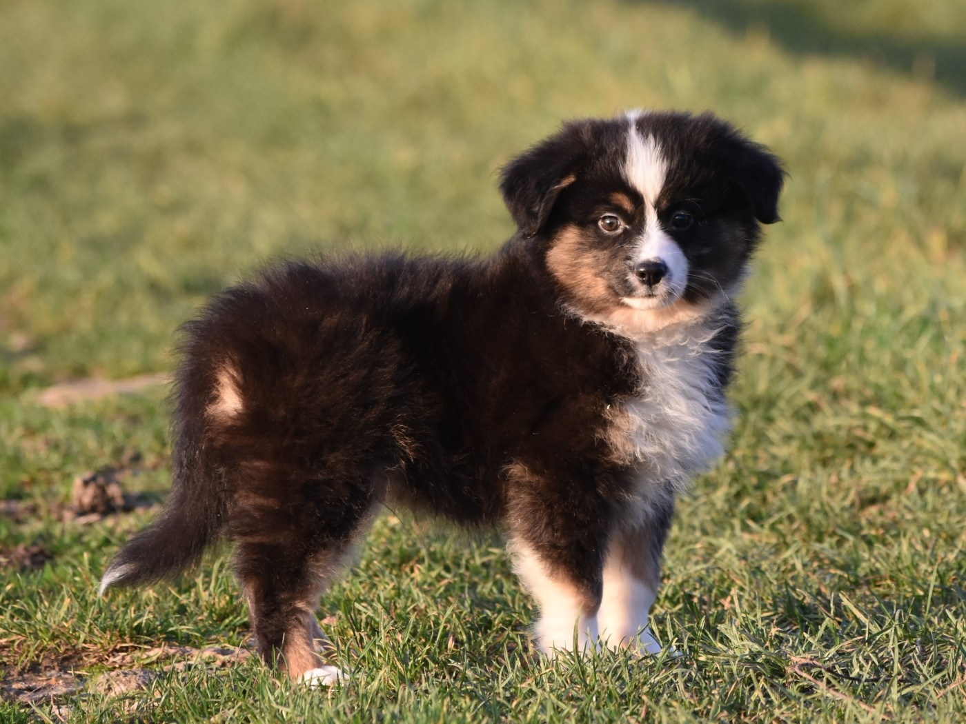 De La Folle Emprise - Chiots disponibles - Berger Américain Miniature 