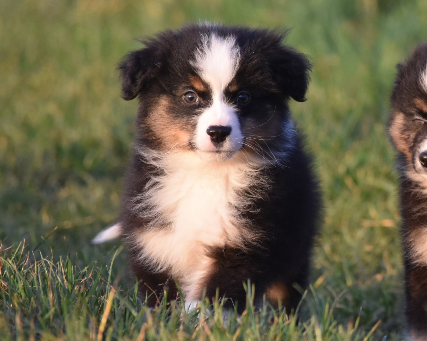 De La Folle Emprise - Chiots disponibles - Berger Américain Miniature 