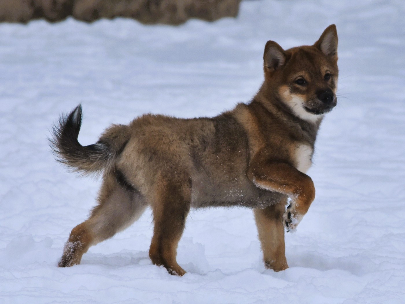 De La Folle Emprise - Chiots disponibles - Shiba