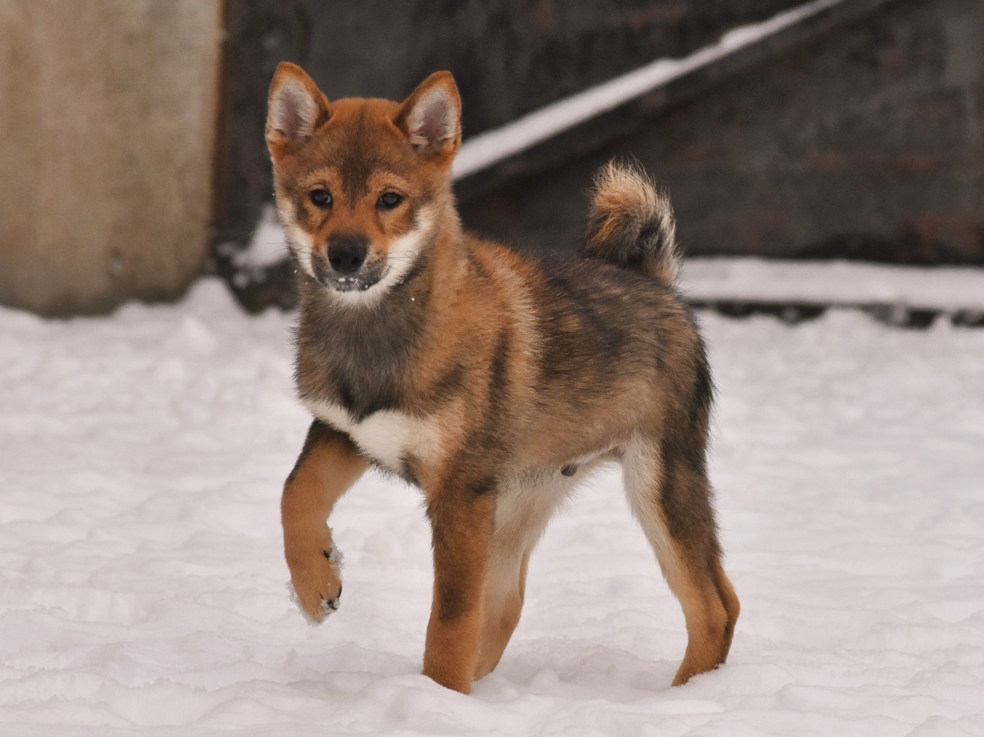 De La Folle Emprise - Chiots disponibles - Shiba