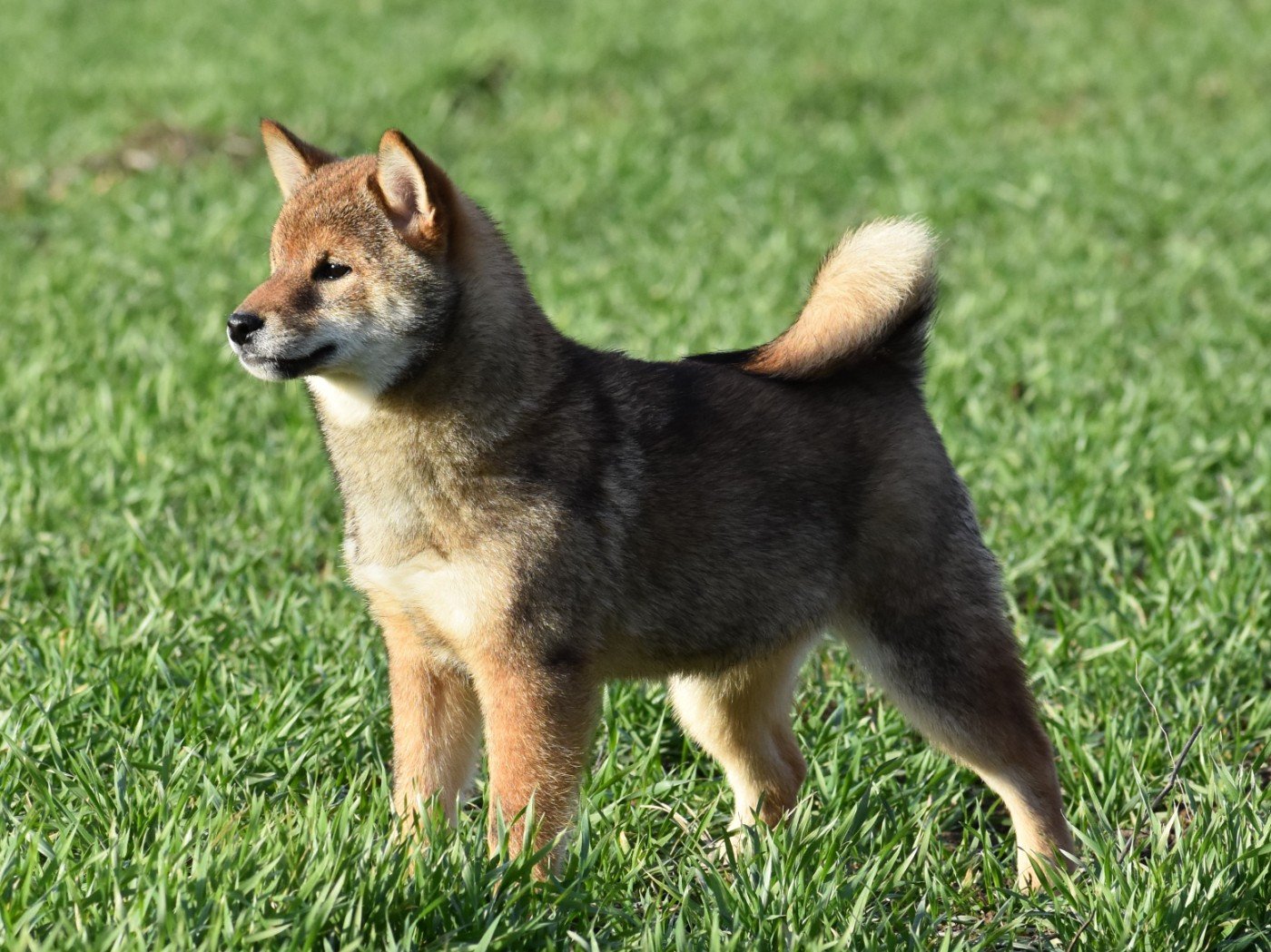 De La Folle Emprise - Chiots disponibles - Shiba