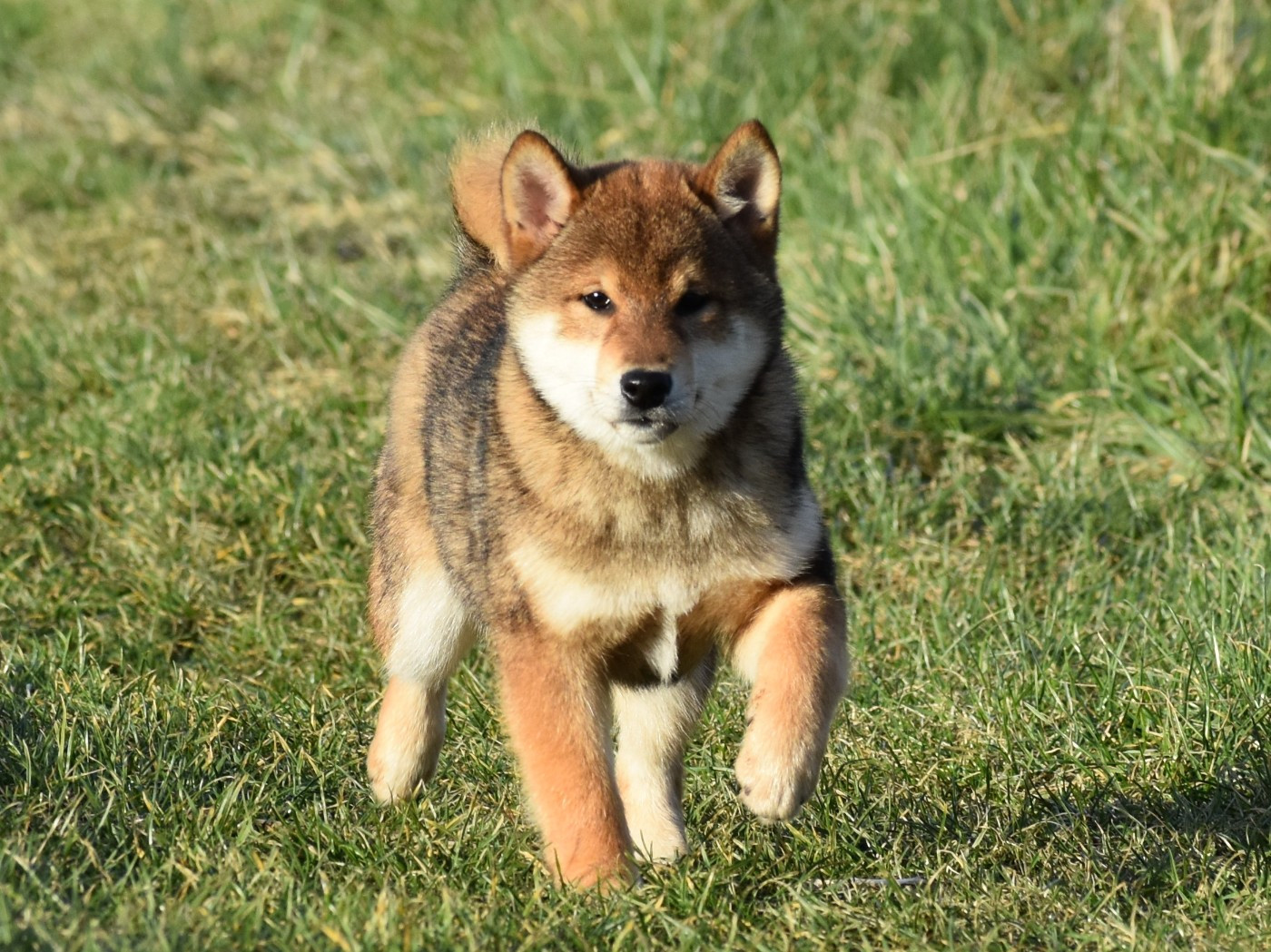De La Folle Emprise - Chiots disponibles - Shiba