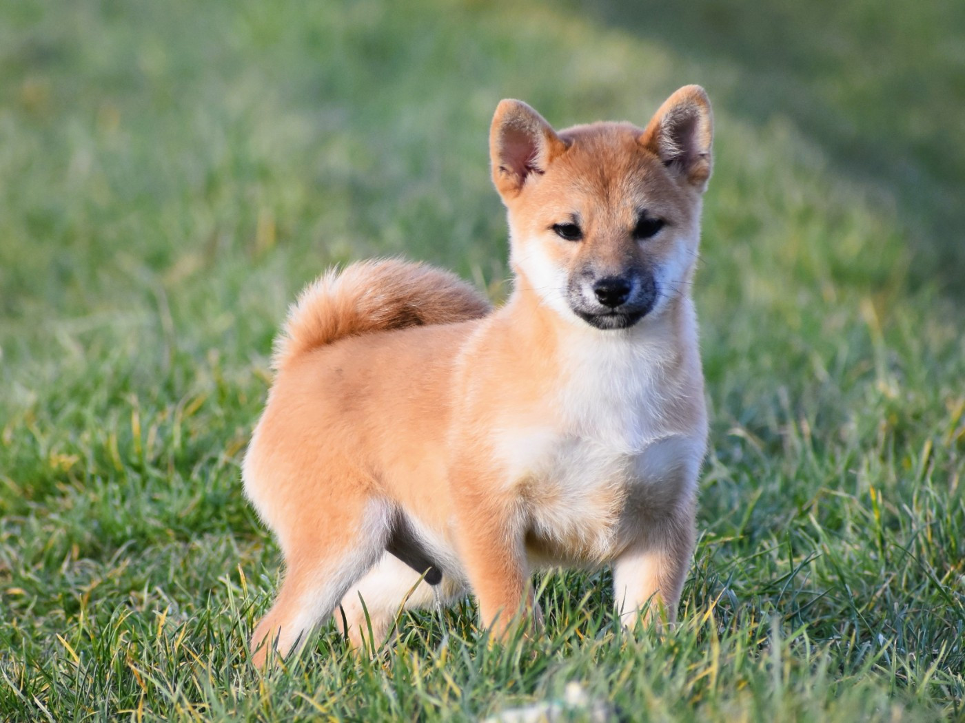 De La Folle Emprise - Chiots disponibles - Shiba