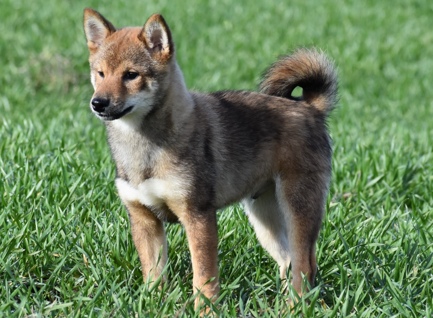 De La Folle Emprise - Chiots disponibles - Shiba