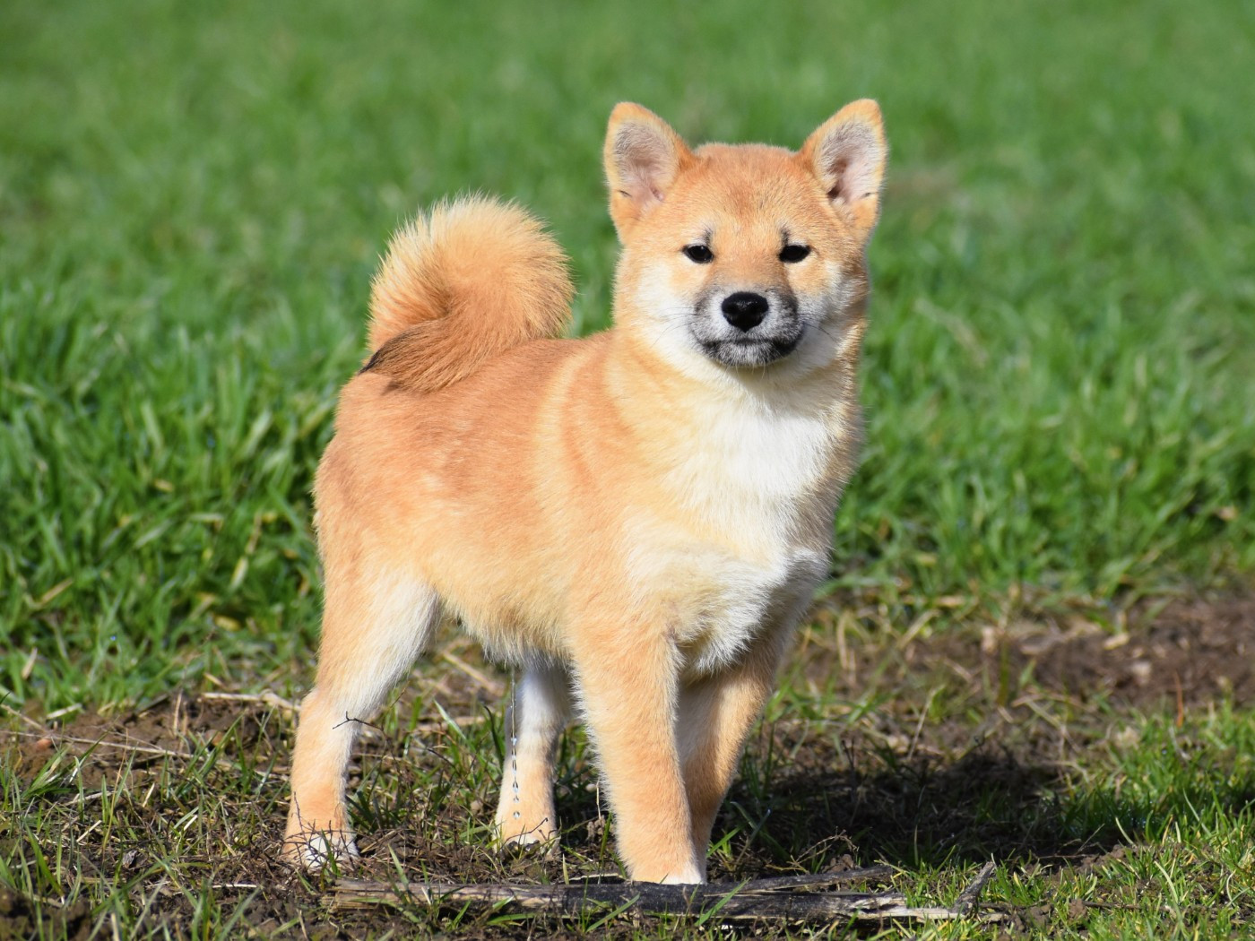 De La Folle Emprise - Chiots disponibles - Shiba
