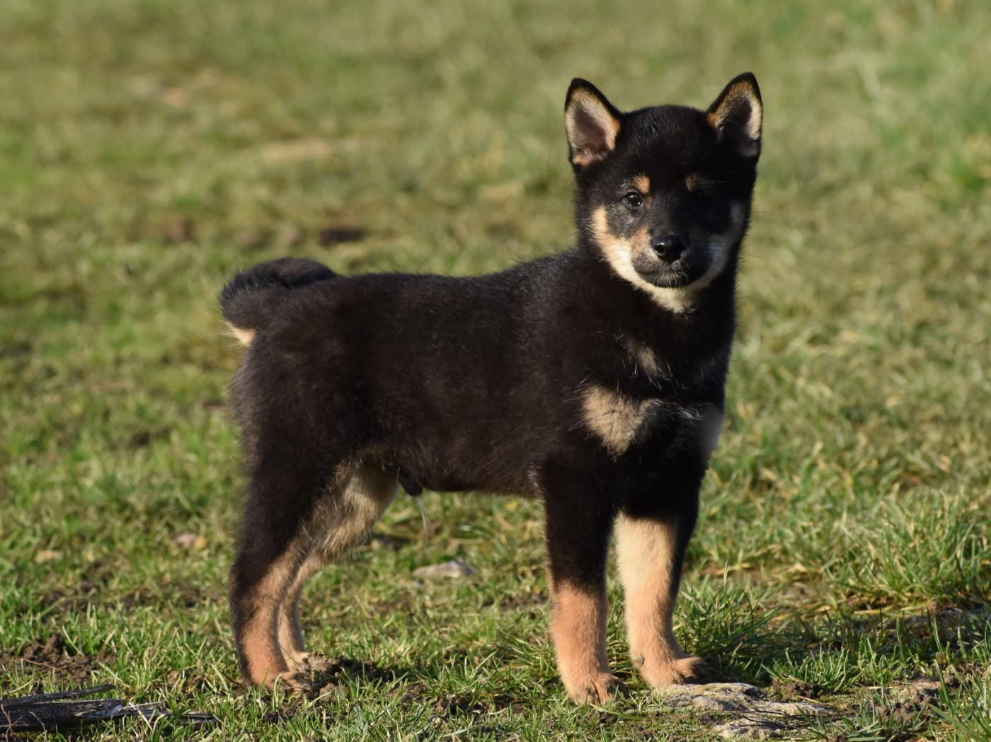 De La Folle Emprise - Chiots disponibles - Shiba