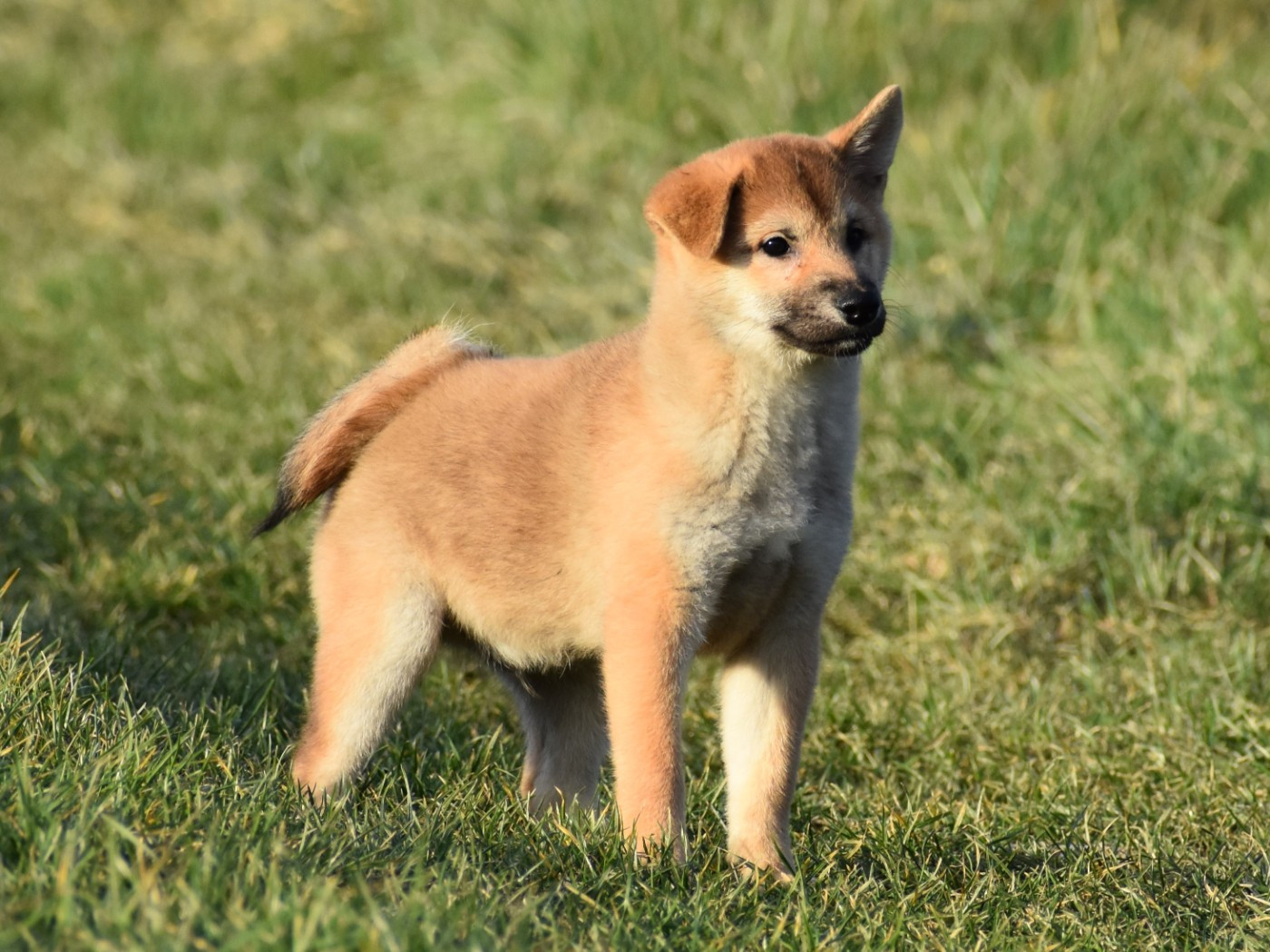 De La Folle Emprise - Chiots disponibles - Shiba