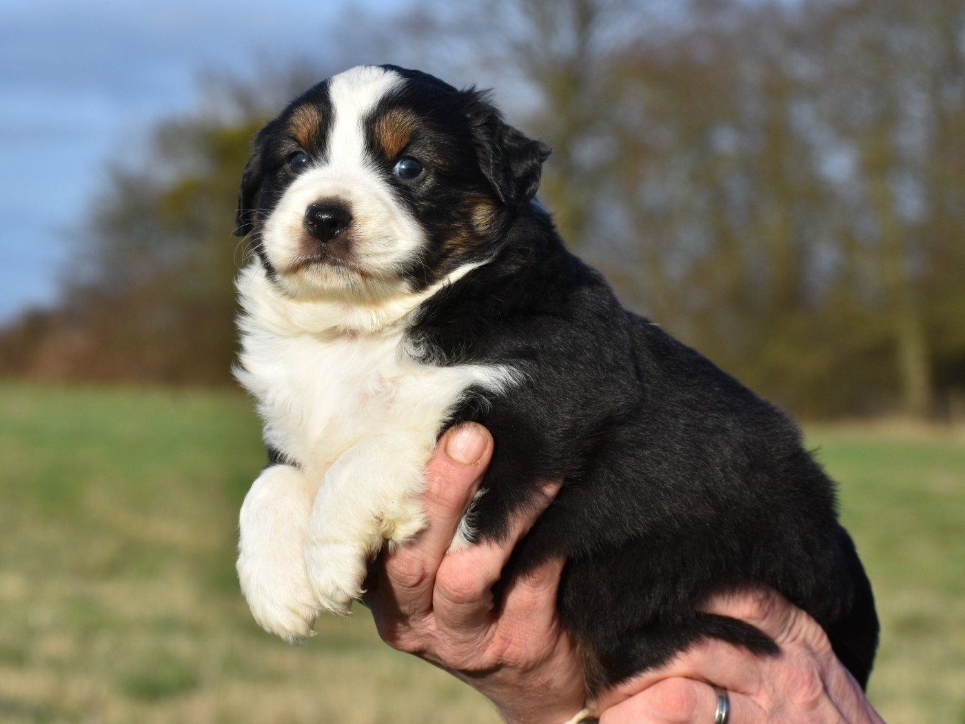 De La Folle Emprise - Chiots disponibles - Berger Américain Miniature 