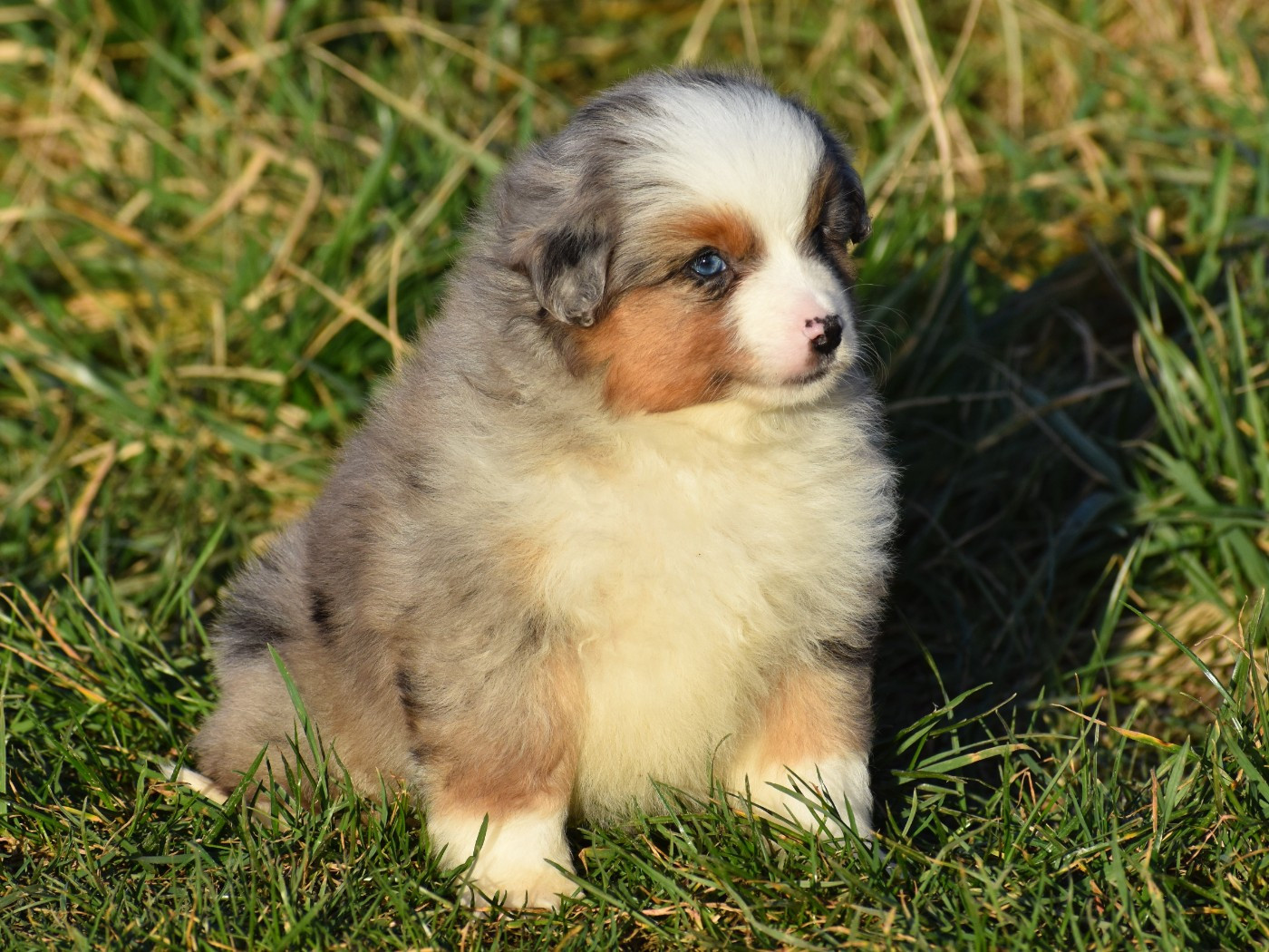 De La Folle Emprise - Chiots disponibles - Berger Américain Miniature 