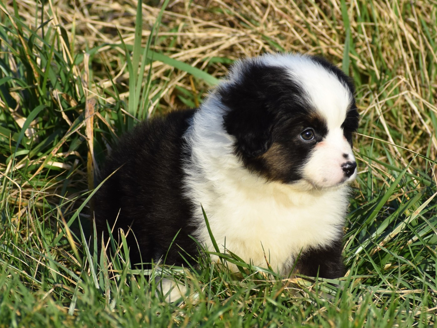 De La Folle Emprise - Chiots disponibles - Berger Américain Miniature 