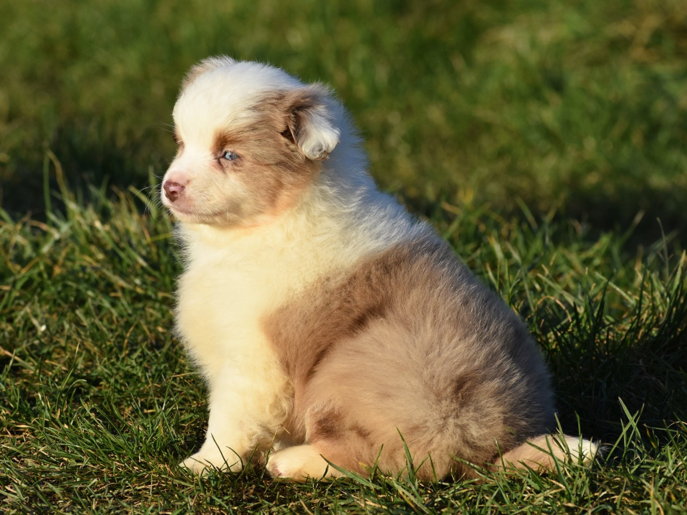 De La Folle Emprise - Chiots disponibles - Berger Américain Miniature 
