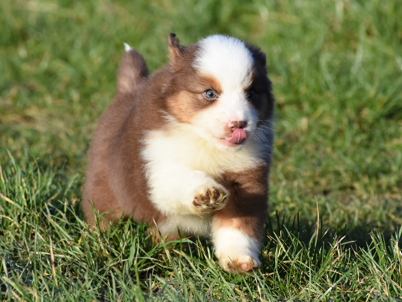 De La Folle Emprise - Chiots disponibles - Berger Américain Miniature 